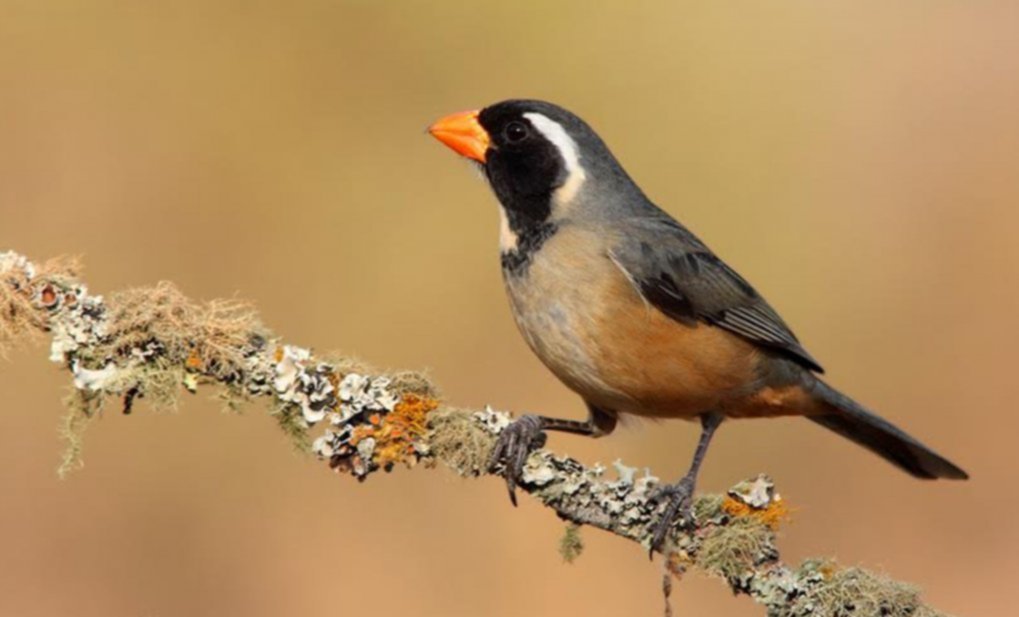 Aves, una tentación para la lente de una cámara