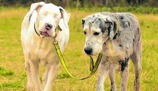 Las causas de ceguera en los perros
