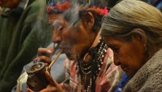 Conicet estudia la crianza de insectos comestibles