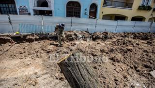 Adiós a un ícono: cortaron el lapacho de la calle Caseros