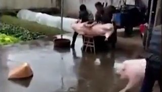 La reacción heroica de un cerdo al ver que estaban por matar a otro animal en un corral