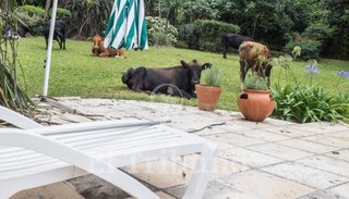 San Lorenzo: vecinos preocupados por la presencia de animales sueltos