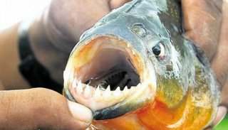Video: Feroz ataque de cardumen de palometas en el Paraná