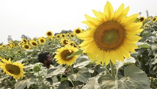 Estudian genes que hacen al rendimiento del girasol