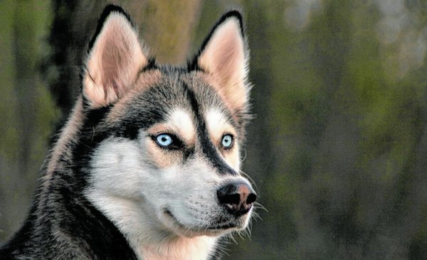 Husky Siberiano: fuerte, amable, cariñoso y resistente