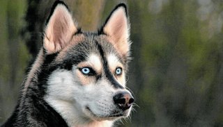 Husky Siberiano: fuerte, amable, cariñoso y resistente