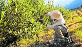 Una revancha para la olivicultura