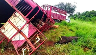 Pichanal: volcó un camión jaula que transportaba vacunos