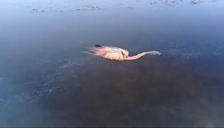 "Lo importante es prevenir el daño ambiental"