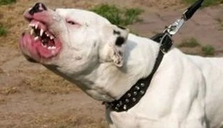 Un ladrón fue mordido por su propio perro