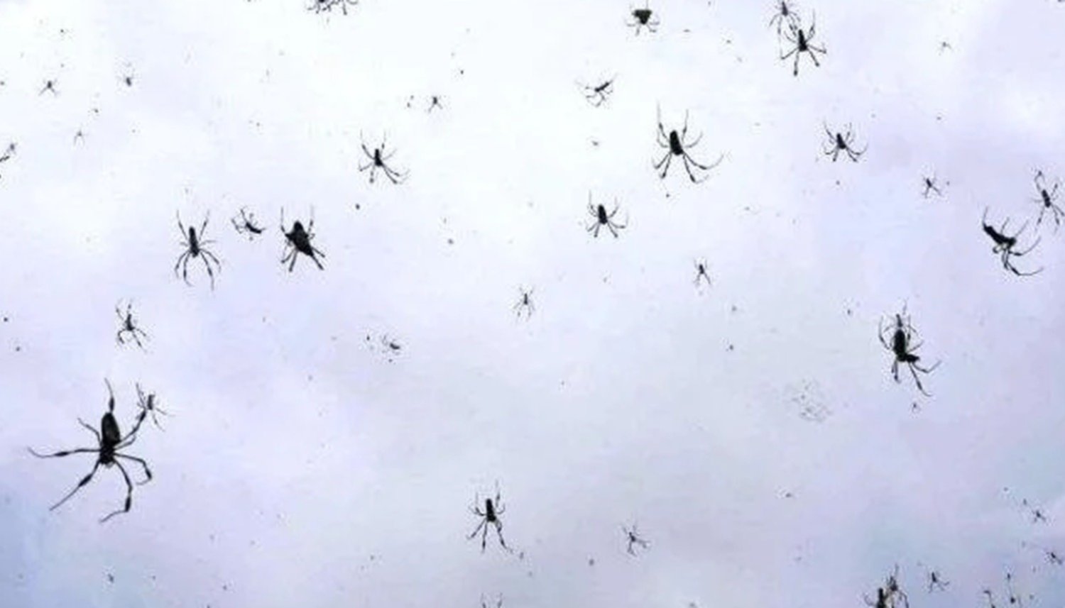 Impactantes imágenes de la lluvia de arañas en Brasil Impactantes imágenes de la lluvia de arañas en Brasil
