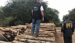 La tala clandestina y el tráfico ilegal amenazan al palo santo