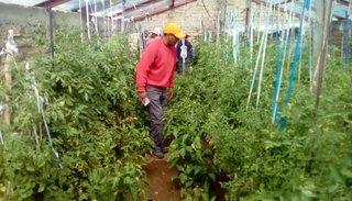 Biofertilizantes para producir hortalizas en pueblos de la Puna