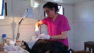 Castración gratis a las mascotas