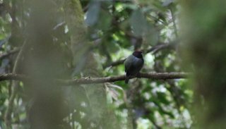 Bailarín de las Yungas: el nuevo habitante del Parque Nacional Baritú