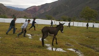 Pialada de burros en Tumbaya
