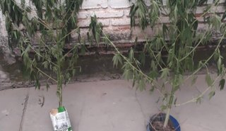 Arrestado en su casa con plantines de marihuana