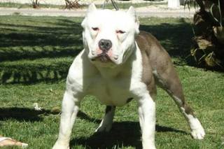 Una mujer de 75 años murió atacada por tres perros cruza de Dogo con Pitbull