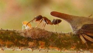La temible "hormiga argentina" amenaza viñedos en Cafayate