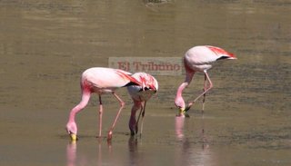 Aniversario Monumento Natural Laguna de los Pozuelos