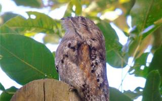 "Kakuy" el ave de la leyenda que fascinó a los jujeños