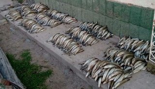 Se realizan controles para asegurar pesca sustentable