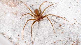 ATENCIÓN ¿Qué hacer ante una mordedura de araña de rincón?
