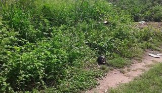 Macabro hallazgo: encuentran una cabeza humana en estado de descomposición