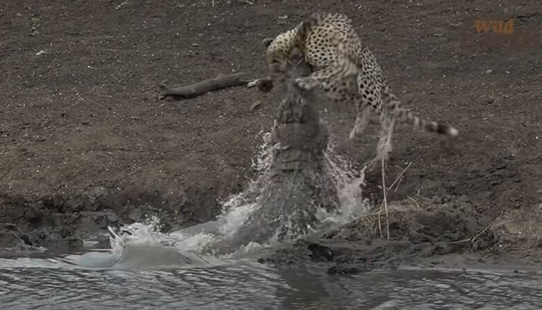 Tremendo: un cocodrilo se devoró a una chita mientras tomaba agua y el  video se viralizó