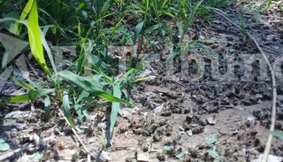 Investigan una tremenda mortandad  de abejas cerca de Metán