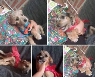 Cachorros necesitan alimento y buscan familias