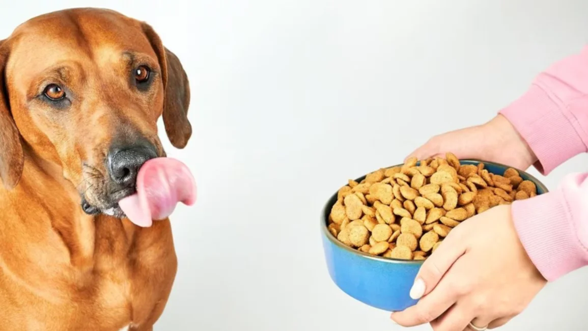 La cantidad exacta de comida que se le debe dar a un perro, según su raza y  peso