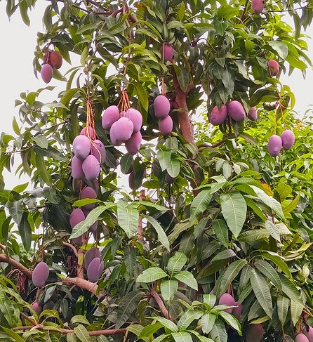 El cultivo del mango crece en Jujuy y se aspira a exportar