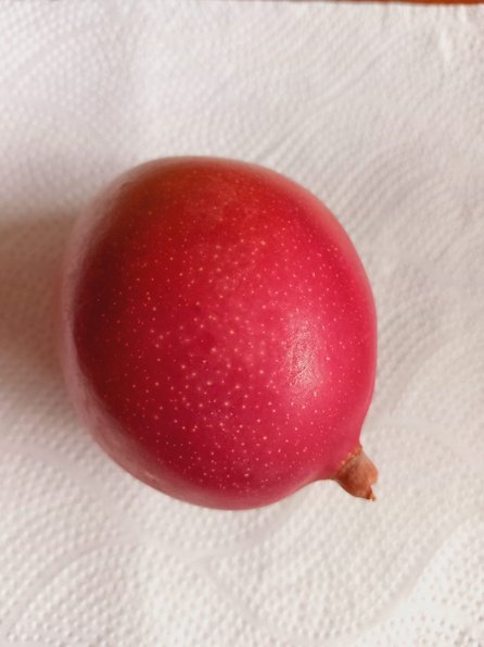 El cultivo del mango crece en Jujuy y se aspira a exportar