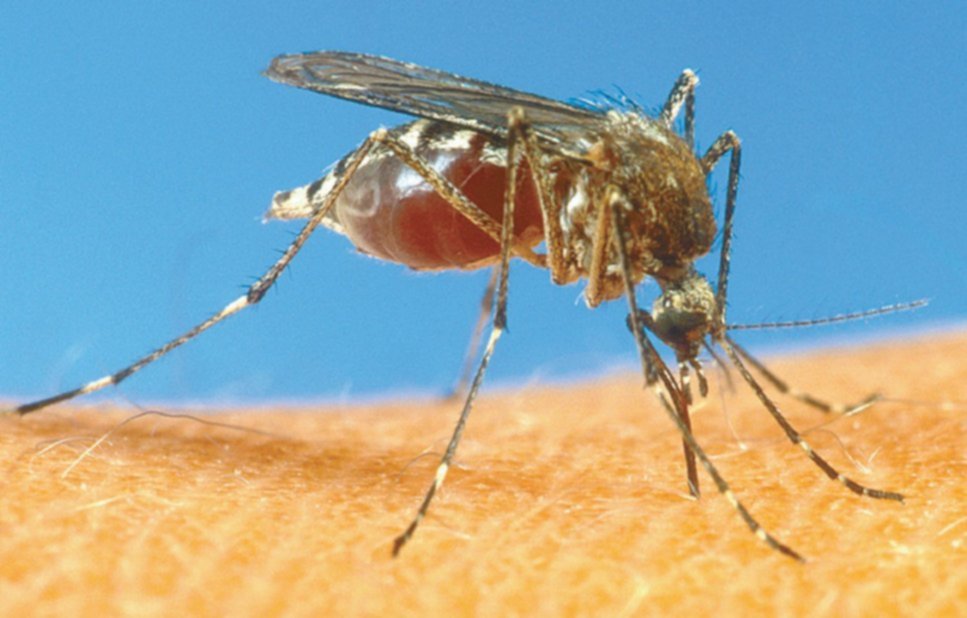 Que es dengue clasico y sus sintomas