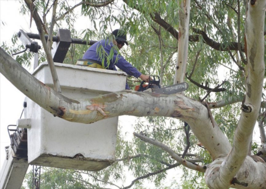 Conocé como tramitar la poda de un árbol