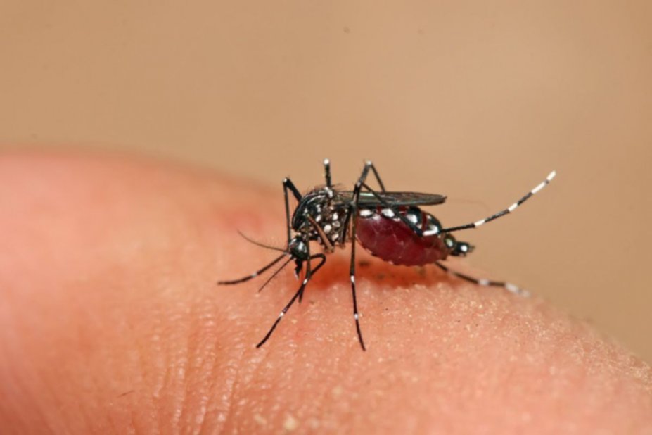 Resultado de imagen para aedes aegypti