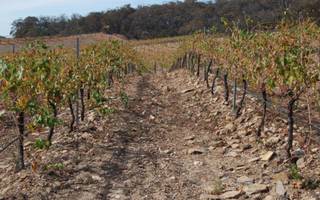 El Gobierno declaró la emergencia agropecuaria en seis provincias incluida Salta