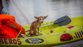VIDEO. Kayak, el perrito que sobrevivió dos días en el agua hasta ser rescatado