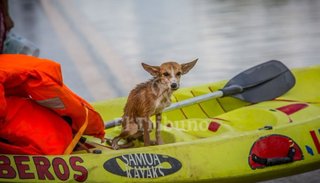 Juntan alimento y remedios para los perros inundados