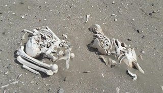 Revelaron origen de los restos humanos hallados