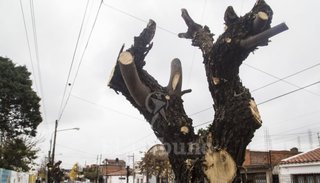 Suspenden las podas y extracciones de árboles