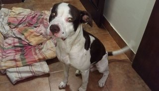 Buscan a los dueños de un cachorro Pitbull