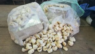 Salvador Mazza: una joven trasladaba cocaína en bolsas de pochoclos