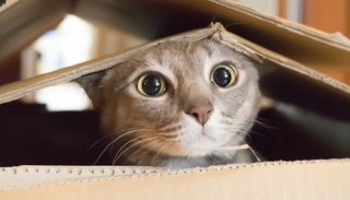 ¿Por qué se conmemora hoy el Día Internacional del Gato?