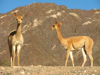 Evalúan el estado de la población de vicuñas y diseñan un plan de conservación