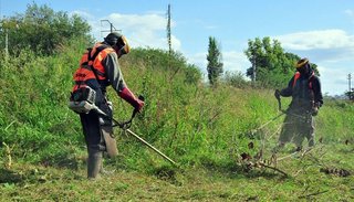 Fumigan, desmalezan y combaten alimañas en emergencia ambiental