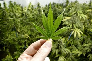 La OMS propuso retirar a la marihuana del listado de drogas peligrosas
