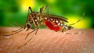 Científicos hallan cómo anular el hambre de los mosquitos y así se evitarían las picaduras