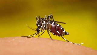 Emergencia sanitaria en San Pedro por el dengue